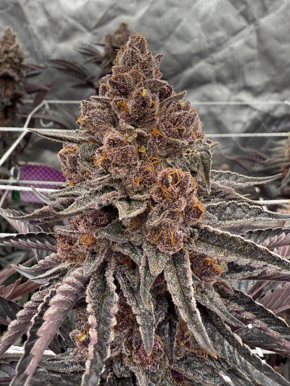Block Berry Boutique Indoor Flower - Image 3