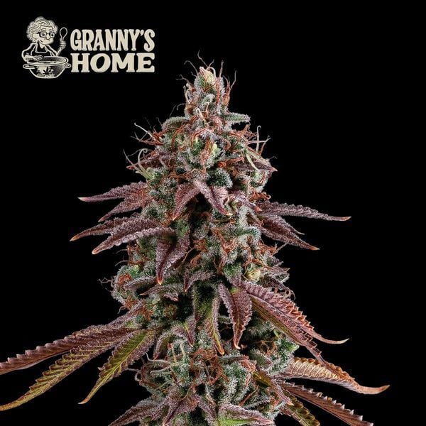 Green House - Thunder Banana - Image 2