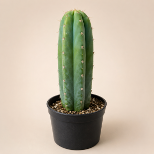 San Pedro Rooted - 20cm