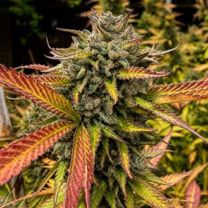 Mystic Strawberry Regular